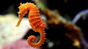 seahorse facts for kids