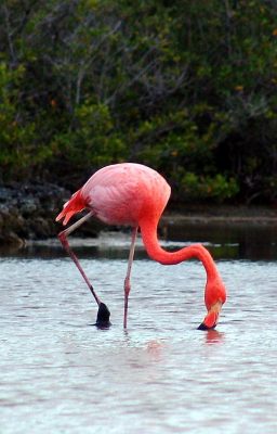 Flamingo feeding - Flamingo Facts For Kids