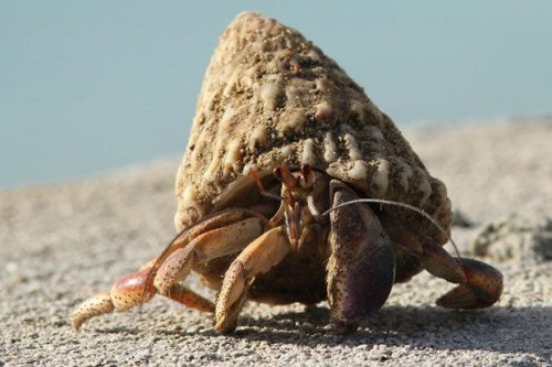 what do hermit crabs eat