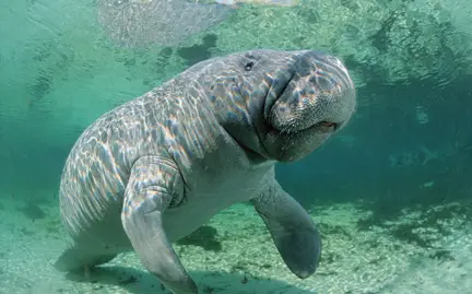 manatee facts for kids