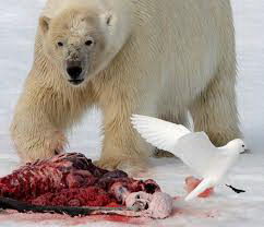 do polar bears eat penguins
