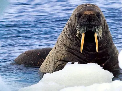 walrus facts for kids