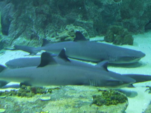 Whitetip Reef Sharks at the bottom of ocean - Do Sharks Sleep