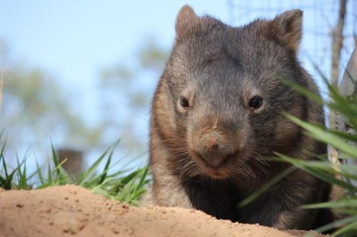 wombat facts for kids