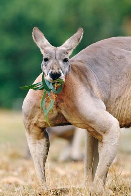 what do kangaroos eat