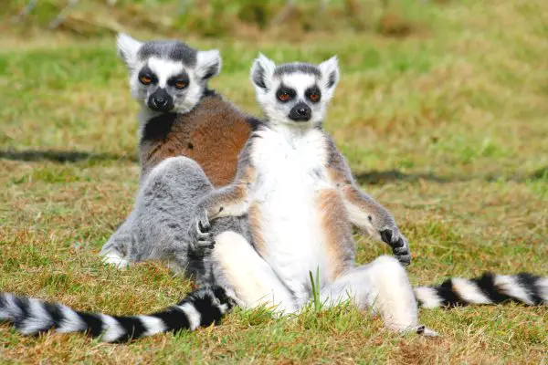Ringtailed lemur facts