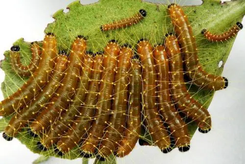Caterpillars - What do caterpillars eat