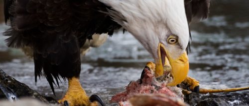 what do bald eagles eat