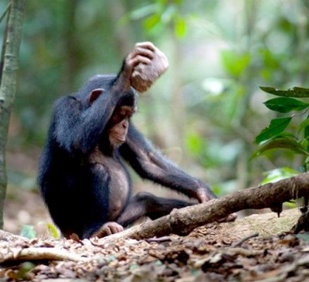 A young chimp is cracking nuts with a stone. Photo Credit: Credit Luncz et al./Current Biology
