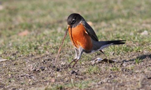 The American robin is eating a worm. Courtesy birds.fieldmuseum.org