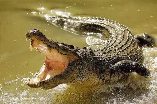 are crocodiles endangered 