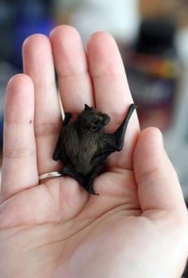 kittis hognosed bat