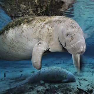 what do manatees eat
