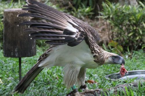 philippine eagle facts