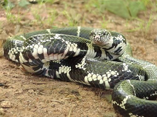 The Common King Snake