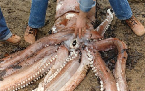 giant squid 