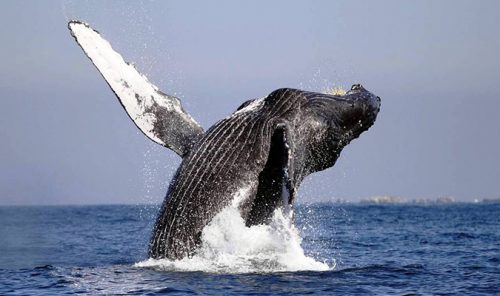 gray whale facts 