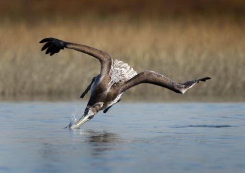 brown pelican facts