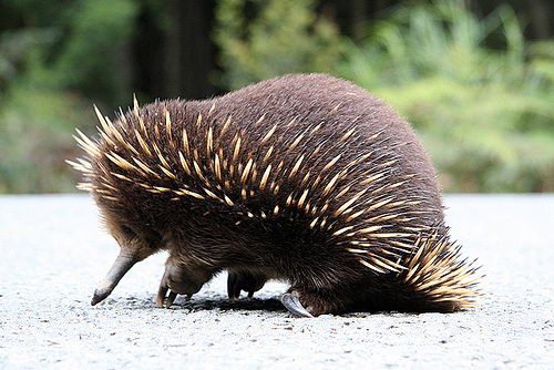 echidna facts for kids