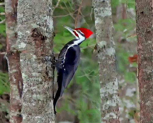 Pileated Woodpecker. Courtesy by RicKarr