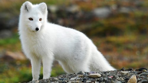 arctic fox facts for kids 