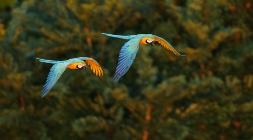 blue and yellow macaw facts