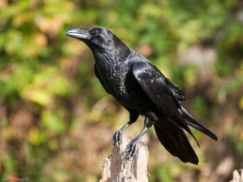 raven bird facts