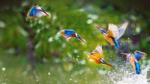 kingfisher bird facts