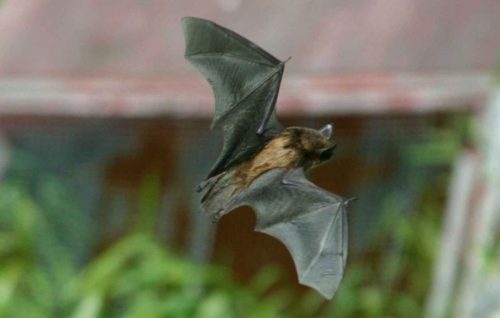 little brown bat facts