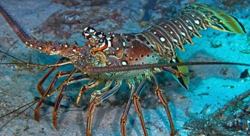 California Spiny Lobster ©www.sandiegoreader.com