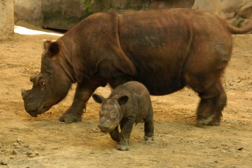 sumatran rhino facts
