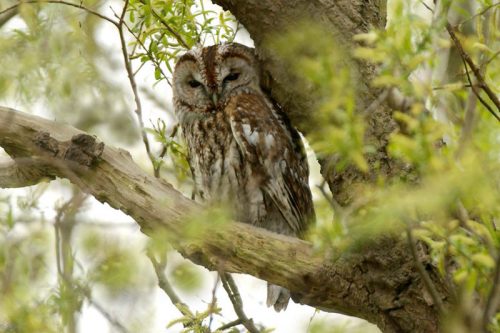 tawny-owl