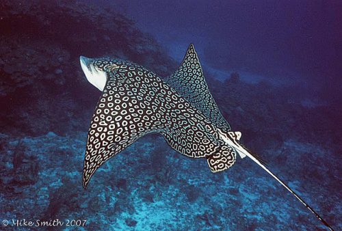 Spotted Eagle Ray facts