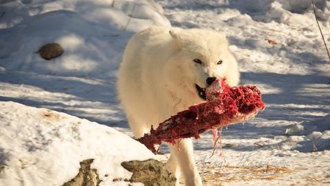what do arctic wolves eat
