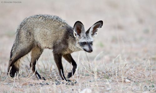 bat eared fox facts 