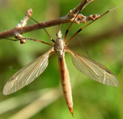 crane fly facts 