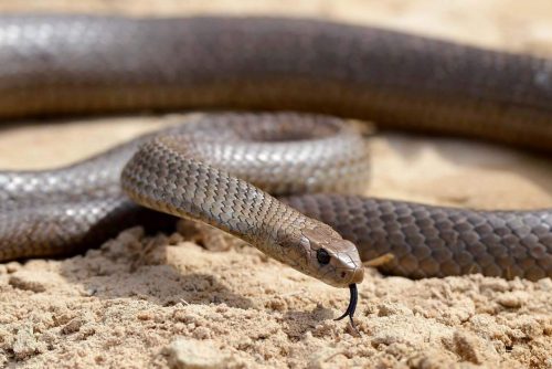 eastern brown snake facts 