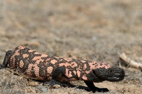 gila monster facts 