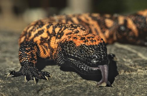 gila monster facts 