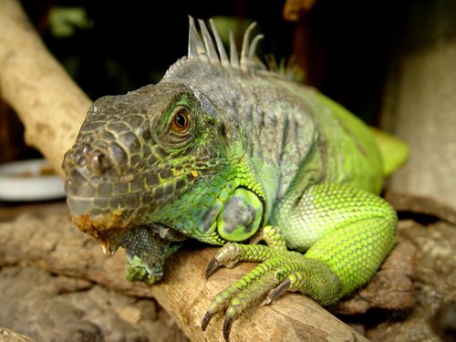 green iguana facts 