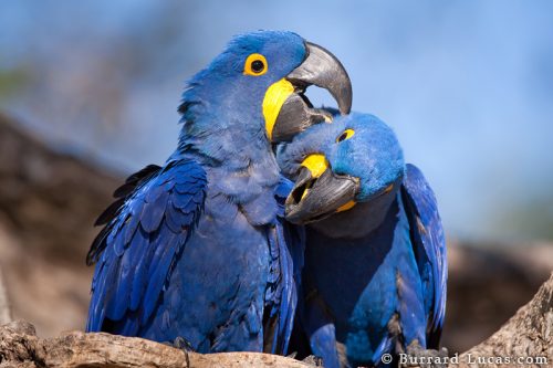 Hyacinth Macaw facts