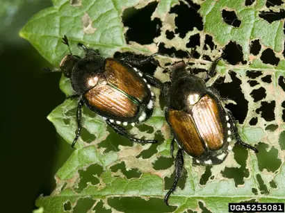 japanese beetle facts 