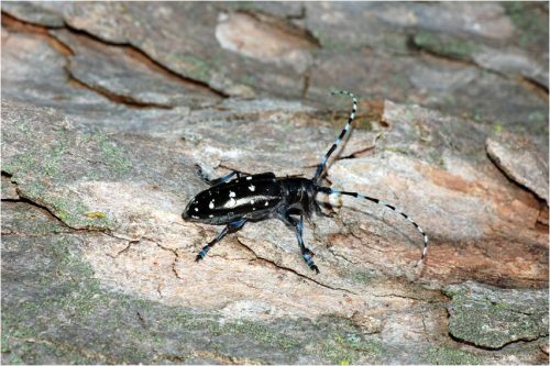 asian long horned beetle facts 