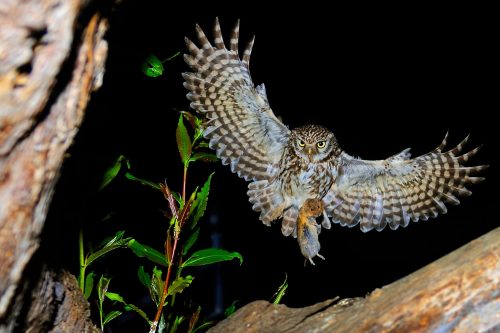 facts about nocturnal animals 