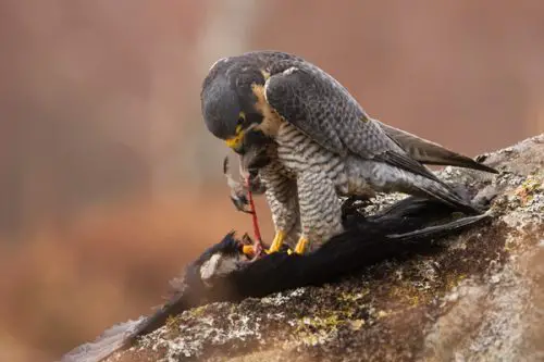 what do peregrine falcons eat