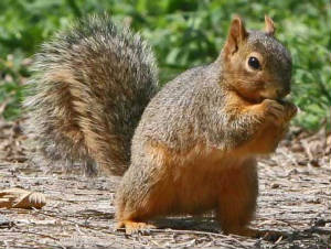 squirrel facts for kids