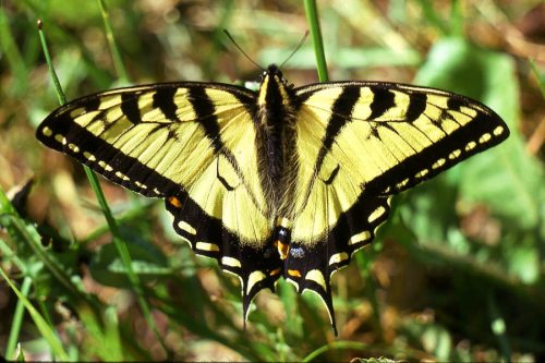 tiger swallowtail butterfly