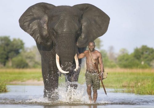 african bush elephant facts 
