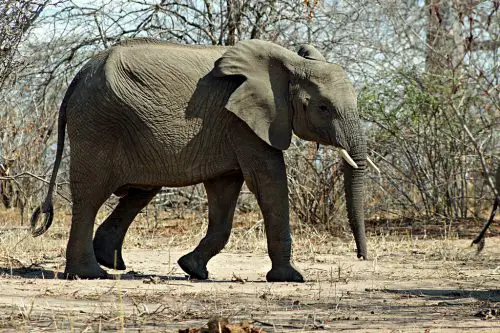 african bush elephant facts 
