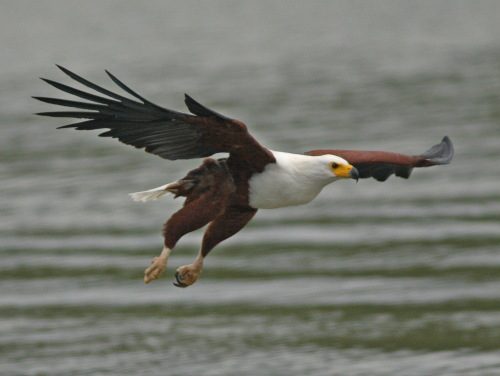 african fish eagle facts 